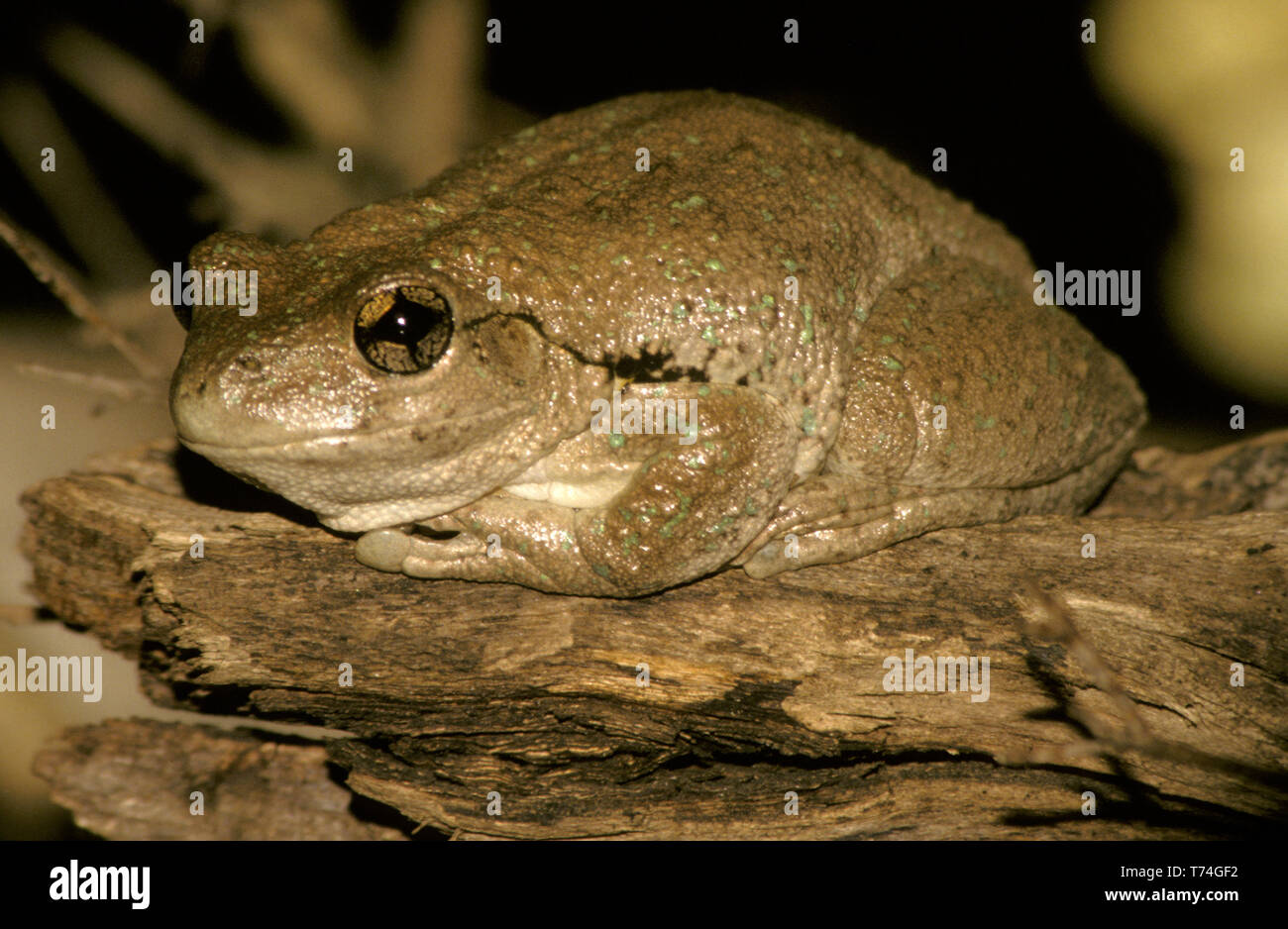 NAHE AUFNAHME EINES PERON'S BAUMFROSCHES (LITORIA PERONI), DER AUF EINEM STÜCK HOLZ SITZT, AUSTRALIEN. Stockfoto