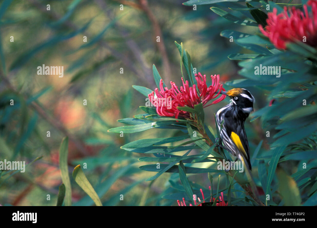 NEW HOLLAND (HONEYEATER PHYLIDONYRIS NOVAEHOLLANDIAE) thront auf WARATAH BLUME (ALLOXYLON FLAMMEUM) Stockfoto