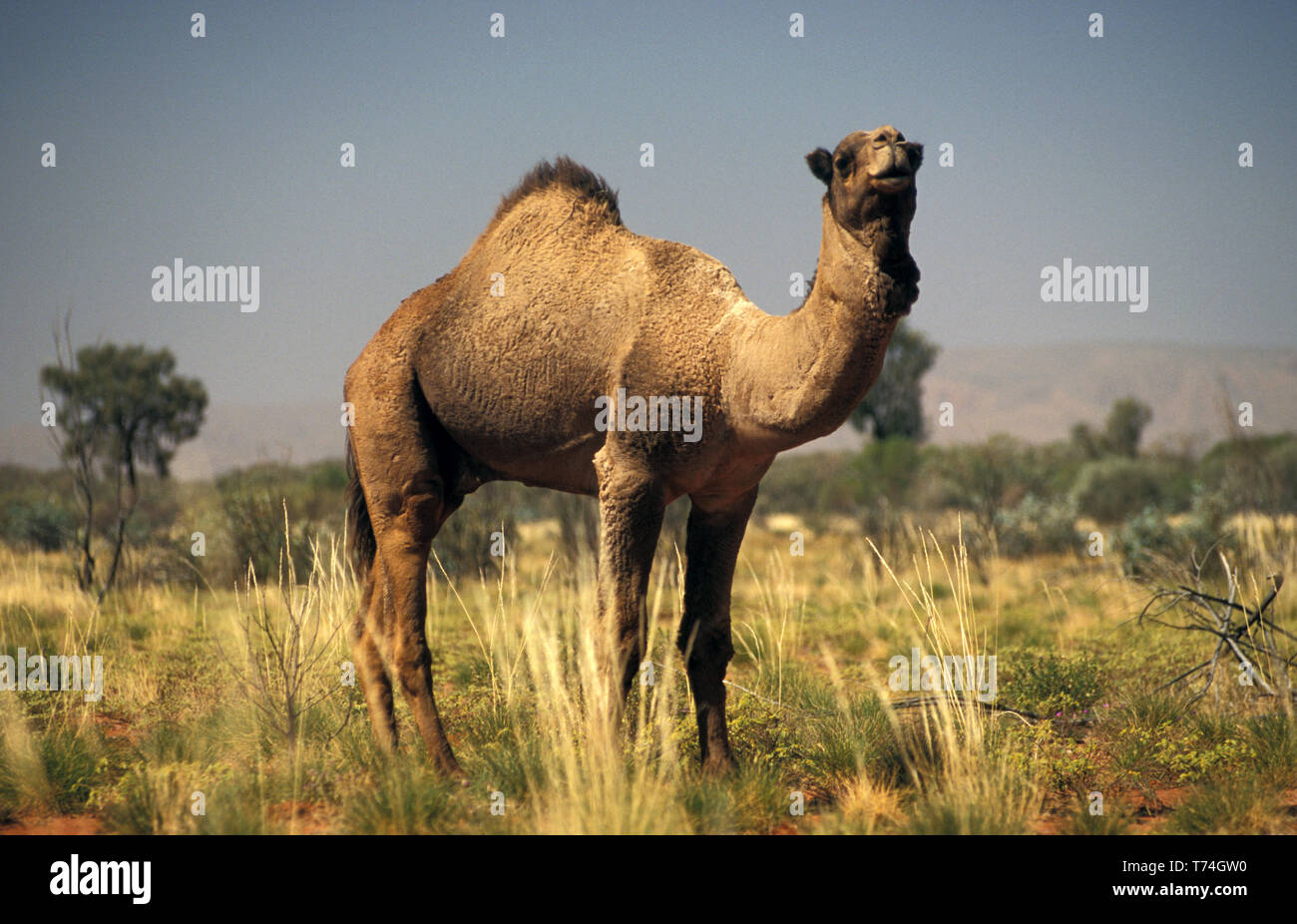 WILD KAMEL in die Simpson Desert, Australien. Stockfoto