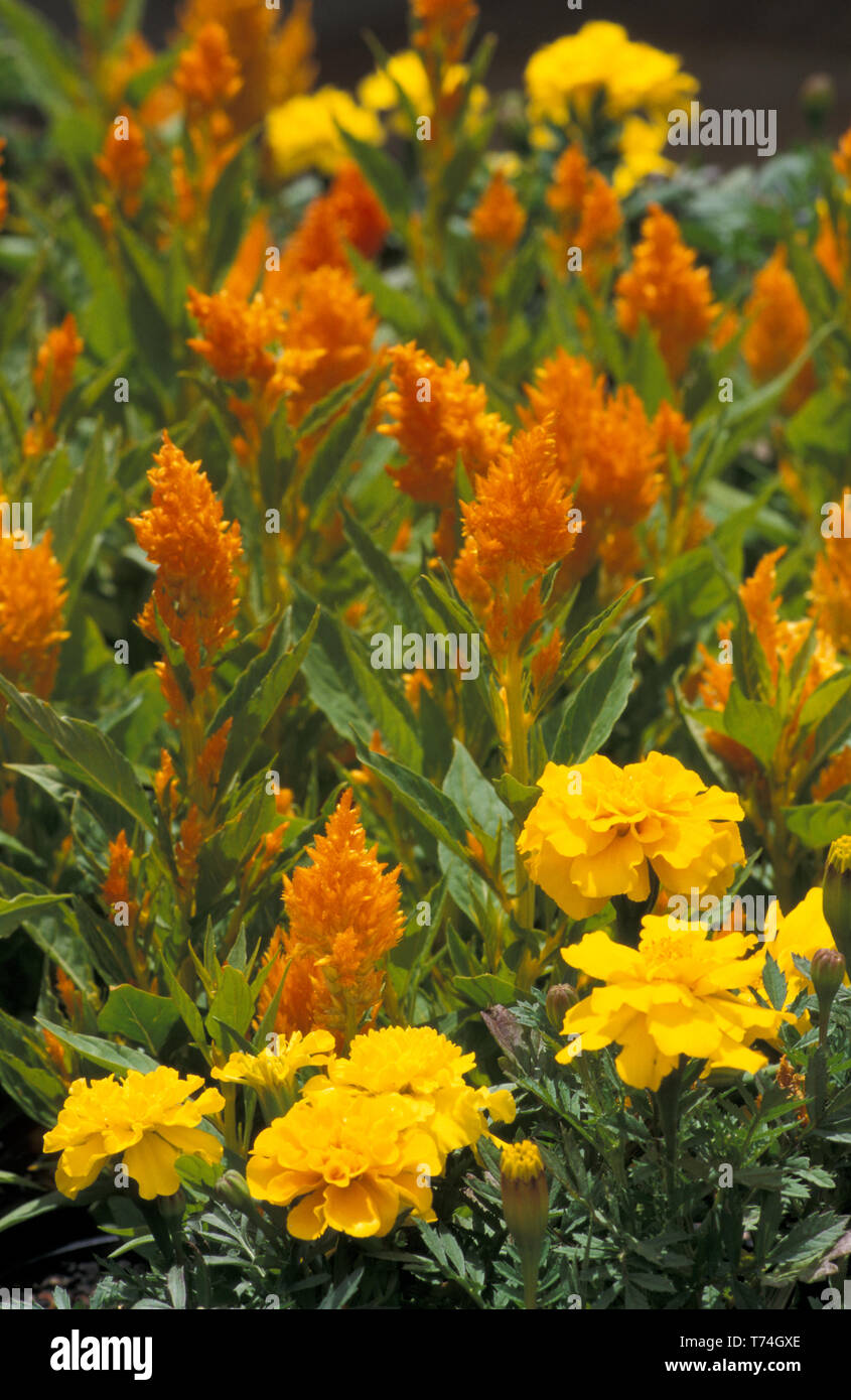 ORANGE CELOSIA ARGENTEA 'PYRAMIDALIS' (PRINZ VON WALES FEDERN) MIT GELBEN MARIGOLDEN (TAGETES IM V/HINTERGRUND) Stockfoto