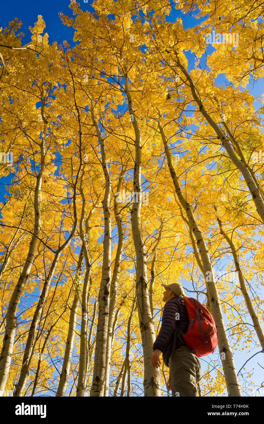 Wanderer Vogelbeobachtung im Herbst mit den goldenen Laub auf dem Aspen Bäume, Vögel Hill Provincial Park, Manitoba, Kanada Stockfoto