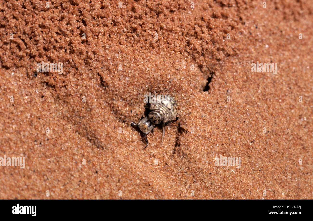 ANTLION LARVEN. Ein erwachsener ANT LION ähnelt einem Drachen fliegen, ABER DIE LARVEN GRÄBT SICH UND WARTET AUF BEUTE (Ameisen), ERGREIFT ER MIT DER ZANGE. Stockfoto