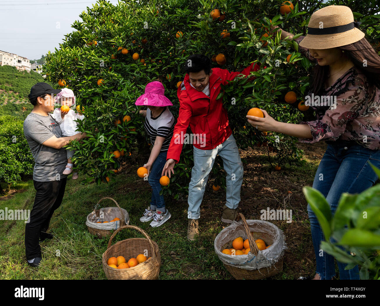(190504) - YICHANG, 4. Mai 2019 (Xinhua) - Zheng Yunbo (2. R) Picks Navel Orangen mit Touristen in Guojiaba Dorf Guojiaba Zigui County, County in der zentralen China Provinz Hubei, 3. Mai 2019. Zheng Yunbo, 32, begann seine Karriere als obstbauer in seiner Heimatstadt Zigui County im Jahr 2012, wenn er verlassen, seinen Job in einer größeren Stadt mehrere Jahre nach ihrem Abschluss in Wuhan Konservatorium für Musik. Neben der Landwirtschaft, nahm er Vorteile der seine Spezialität durch das Hochladen von Musik videos auf soziale Netzwerke die Früchte, die er auf über 100 Mu (ca. 6,67 ha) von vermieteten Bereichen wuchs zu fördern. Die videos bald w Stockfoto