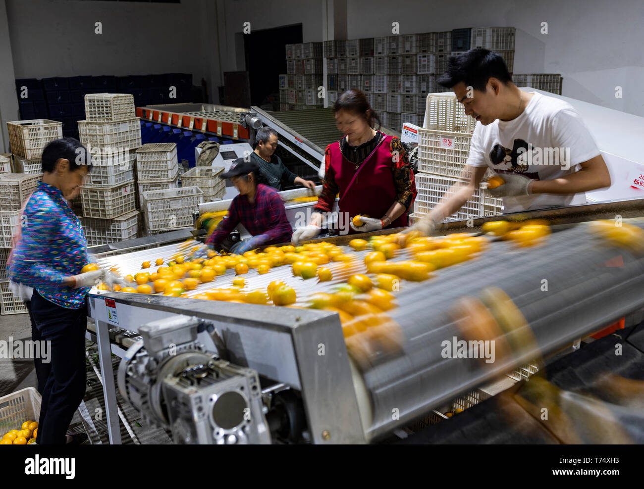 (190504) - YICHANG, 4. Mai 2019 (Xinhua) - Zheng Yunbo (1. R) arbeitet mit Arbeitern der Obst waschen Fabrik in Zigui Grafschaft, Chinas Provinz Hubei, 3. Mai 2019. Zheng Yunbo, 32, begann seine Karriere als obstbauer in seiner Heimatstadt Zigui County im Jahr 2012, wenn er verlassen, seinen Job in einer größeren Stadt mehrere Jahre nach ihrem Abschluss in Wuhan Konservatorium für Musik. Neben der Landwirtschaft, nahm er Vorteile der seine Spezialität durch das Hochladen von Musik videos auf soziale Netzwerke die Früchte, die er auf über 100 Mu (ca. 6,67 ha) von vermieteten Bereichen wuchs zu fördern. Die videos ging bald Viren im Internet und Stockfoto