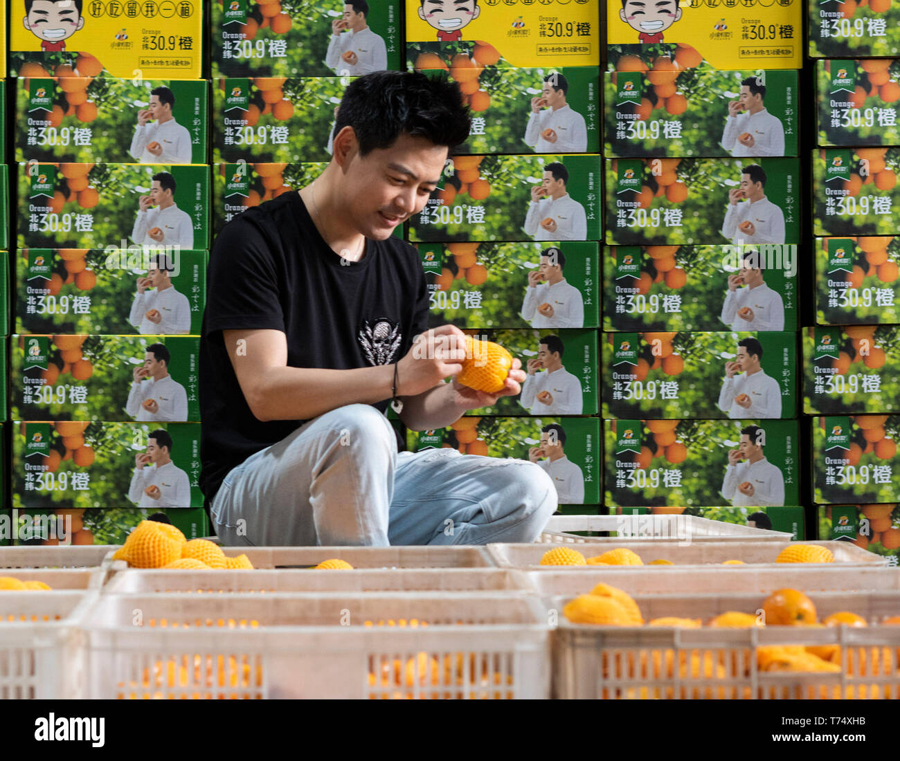 (190504) - YICHANG, 4. Mai 2019 (Xinhua) - Zheng Yunbo Packs bis Navel Orangen zu einem Obst waschen Fabrik in Zigui Grafschaft, die Zentrale China Provinz Hubei, 3. Mai 2019. Zheng Yunbo, 32, begann seine Karriere als obstbauer in seiner Heimatstadt Zigui County im Jahr 2012, wenn er verlassen, seinen Job in einer größeren Stadt mehrere Jahre nach ihrem Abschluss in Wuhan Konservatorium für Musik. Neben der Landwirtschaft, nahm er Vorteile der seine Spezialität durch das Hochladen von Musik videos auf soziale Netzwerke die Früchte, die er auf über 100 Mu (ca. 6,67 ha) von vermieteten Bereichen wuchs zu fördern. Die videos ging bald Viren im Internet und gewann Stockfoto