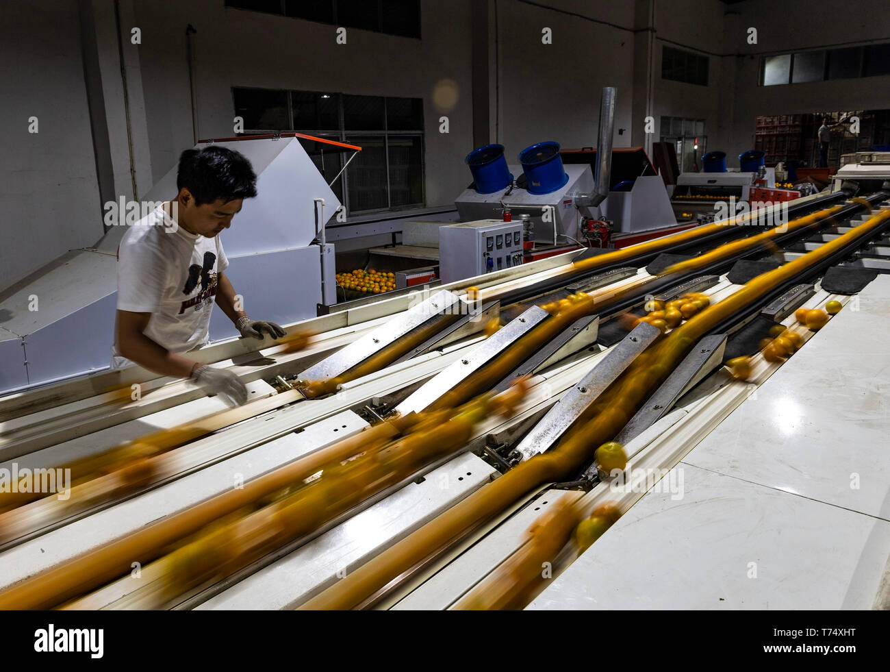 (190504) - YICHANG, 4. Mai 2019 (Xinhua) - Zheng Yunbo arbeitet auf einem Obst waschen Fabrik in Zigui Grafschaft, Chinas Provinz Hubei, 3. Mai 2019. Zheng Yunbo, 32, begann seine Karriere als obstbauer in seiner Heimatstadt Zigui County im Jahr 2012, wenn er verlassen, seinen Job in einer größeren Stadt mehrere Jahre nach ihrem Abschluss in Wuhan Konservatorium für Musik. Neben der Landwirtschaft, nahm er Vorteile der seine Spezialität durch das Hochladen von Musik videos auf soziale Netzwerke die Früchte, die er auf über 100 Mu (ca. 6,67 ha) von vermieteten Bereichen wuchs zu fördern. Die videos ging bald Viren im Internet und gewann ihn viele Fans Stockfoto