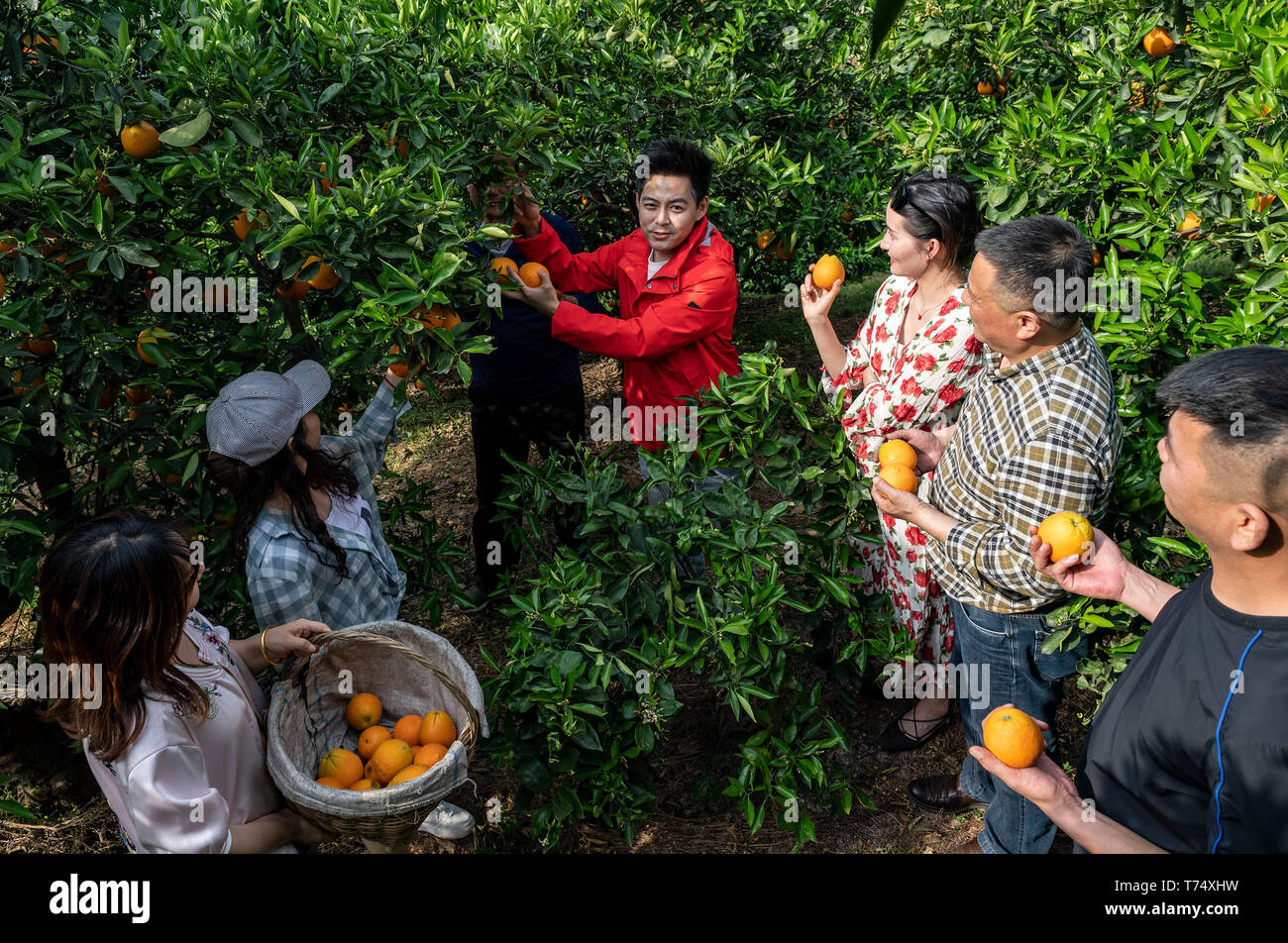 (190504) - YICHANG, 4. Mai 2019 (Xinhua) - Zheng Yunbo (C) erklärt, wie er wählt Navel Orangen mit Touristen in Guojiaba Dorf Guojiaba Zigui County, County in der zentralen China Provinz Hubei, 3. Mai 2019. Zheng Yunbo, 32, begann seine Karriere als obstbauer in seiner Heimatstadt Zigui County im Jahr 2012, wenn er verlassen, seinen Job in einer größeren Stadt mehrere Jahre nach ihrem Abschluss in Wuhan Konservatorium für Musik. Neben der Landwirtschaft, nahm er Vorteile der seine Spezialität durch das Hochladen von Musik videos auf soziale Netzwerke die Früchte, die er auf über 100 Mu (ca. 6,67 ha) von vermieteten Bereichen wuchs zu fördern. Der vi. Stockfoto