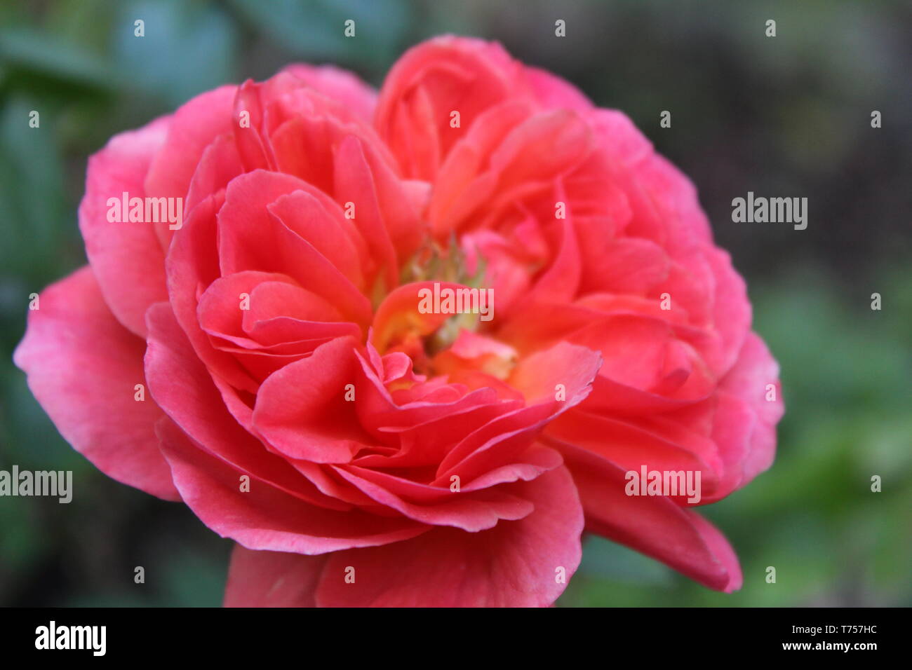 Unglaubliche Rosa Pfingstrose im wunderschönen British Columbia Stockfoto