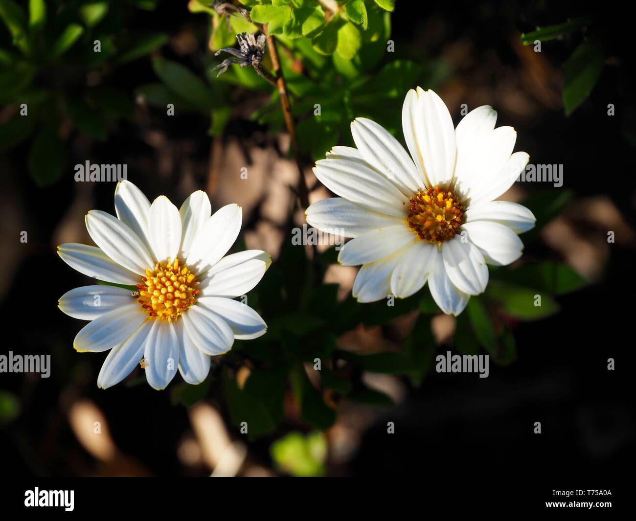 Zwei weiße Blüten in Blüte Stockfoto