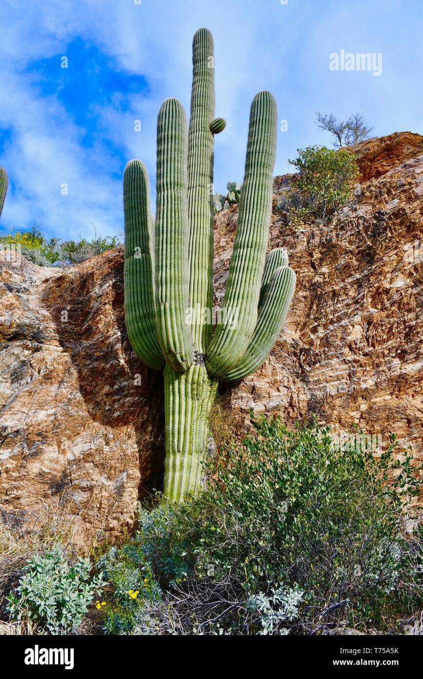 Saguaro Kaktus im südlichen Arizona gesehen Stockfoto