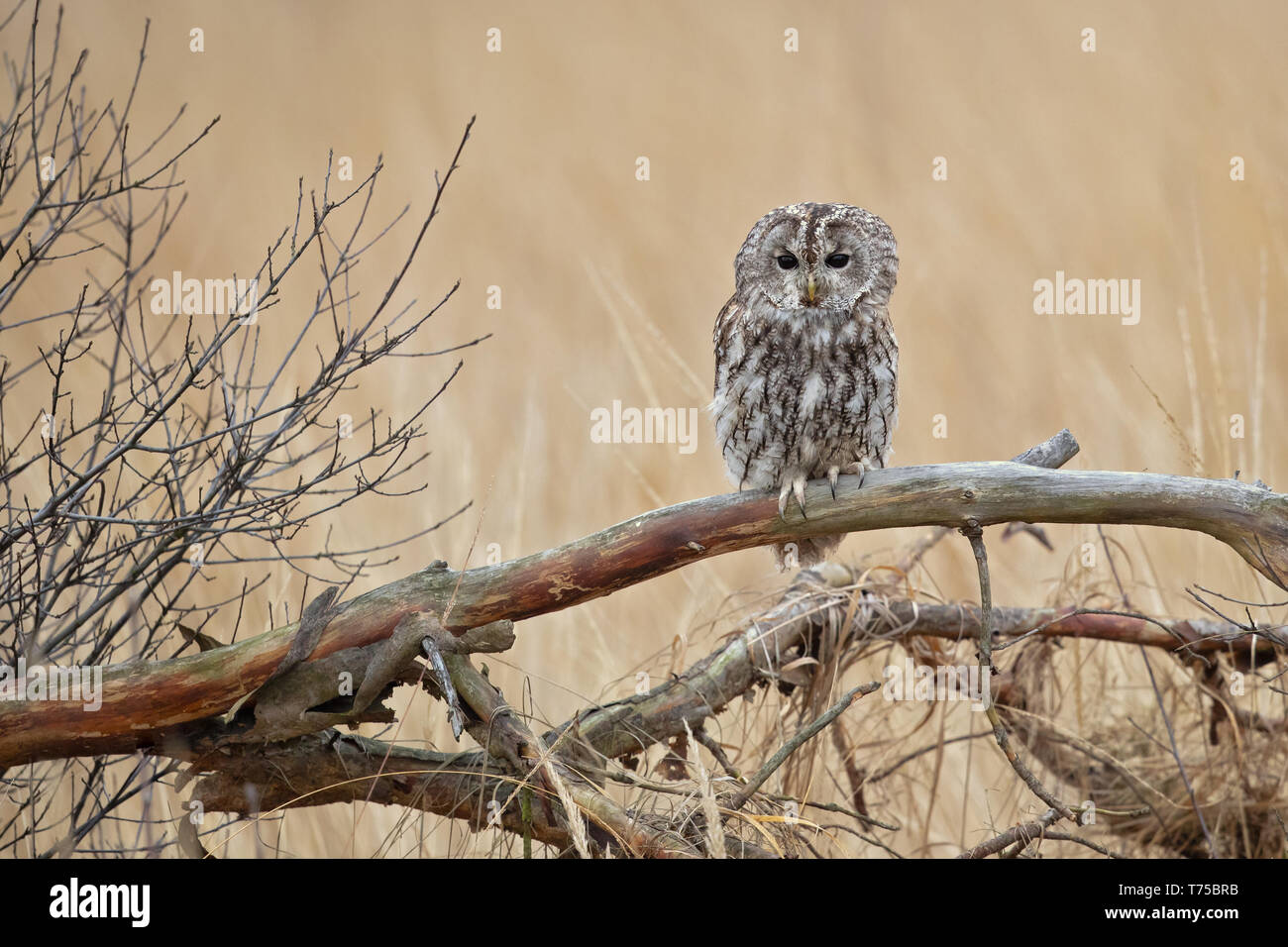 Waldkauz oder braune Eule (Strix aluco) ist ein stämmig, mittlere Eule häufig in Wäldern über viel von Eurasien gefunden. Stockfoto