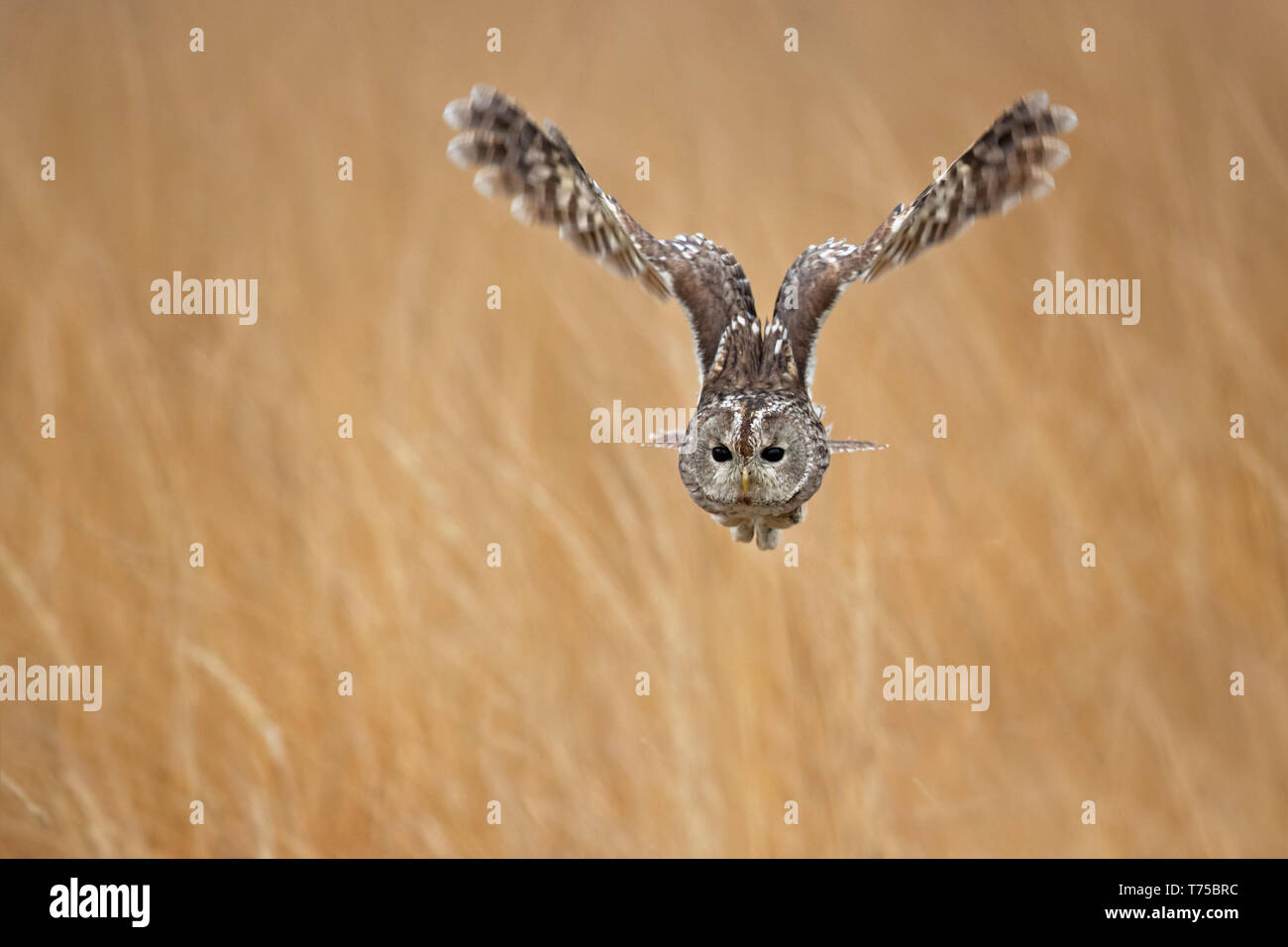 Waldkauz oder braune Eule (Strix aluco) ist ein stämmig, mittlere Eule häufig in Wäldern über viel von Eurasien gefunden. Stockfoto