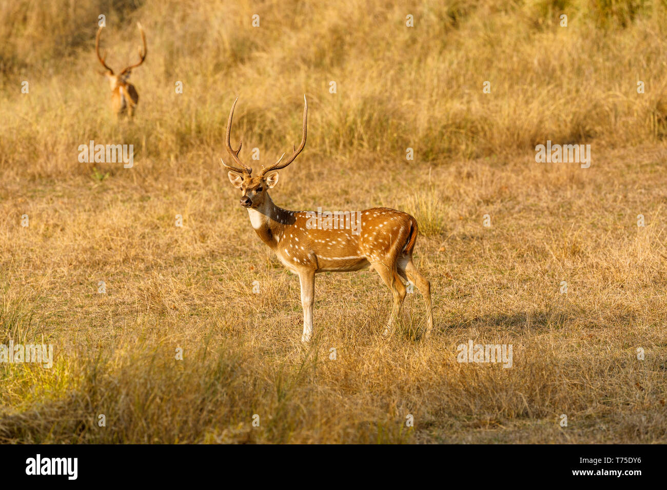 Männliche Spotted Deer oder Chital (Achse) Hirsch in Bandhavgarh National Park in der Umaria Bezirk der zentralen indischen Bundesstaat Madhya Pradesh Stockfoto