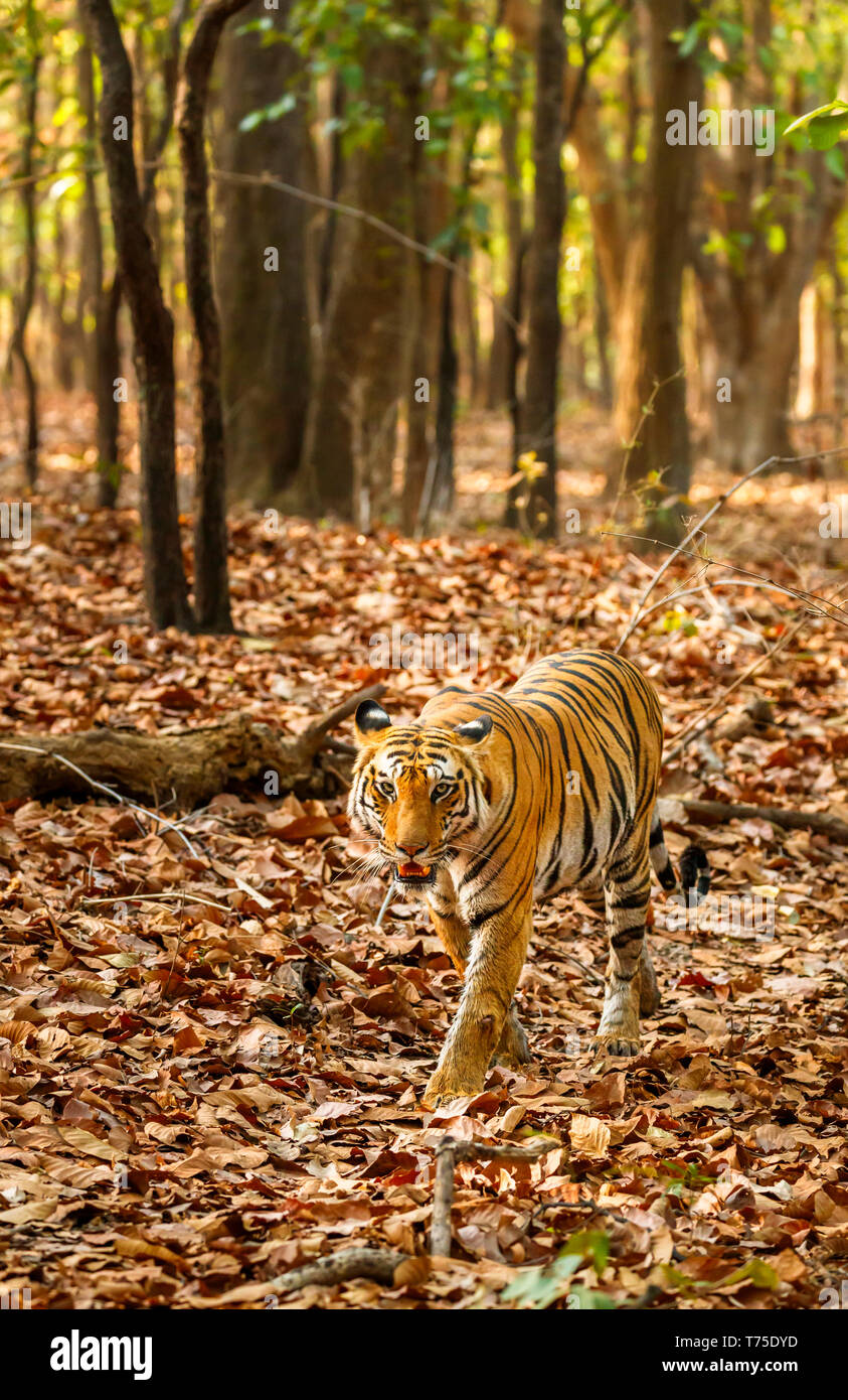 Tigerin, Bengal Tiger (Panthera tigris) in Bandhavgarh National Park in der Umaria Bezirk der zentralen indischen Bundesstaat Madhya Pradesh Stockfoto