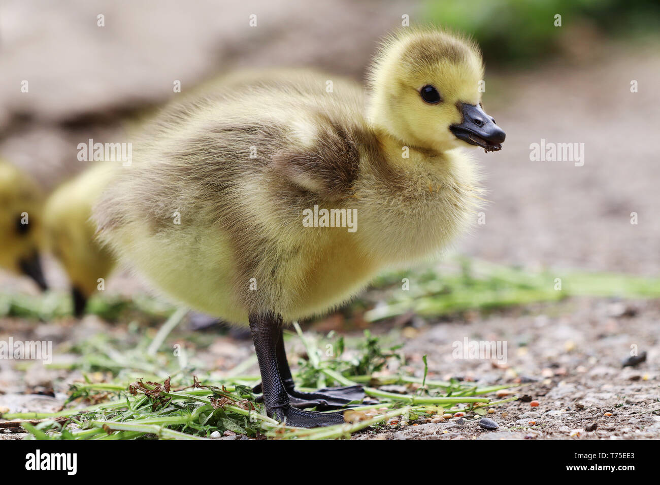 Einsame gosling aufrecht steht. Stockfoto