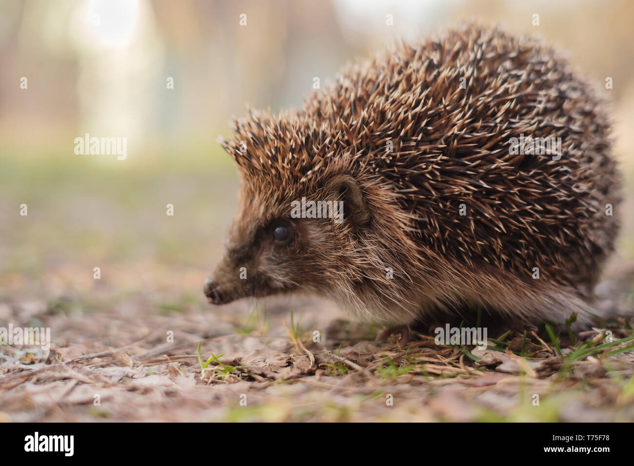 Europäische Igel, Erinaceus europaeus, Nahaufnahme. Nette lustige Tier Stockfoto