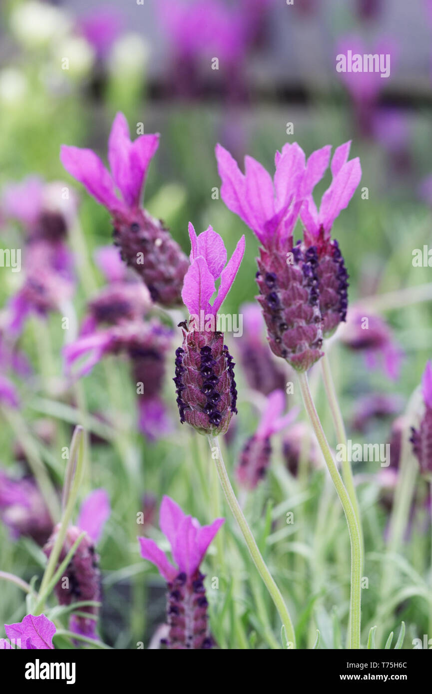 Lavandula stoechas 'Victoria' Blume. Französischer Lavendel Blumen. Stockfoto