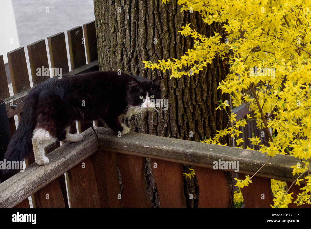 Schwarze Katze auf braunem Holz Zaun in der Nähe der gelb blühende Strauch im Garten. Frühling. Stockfoto