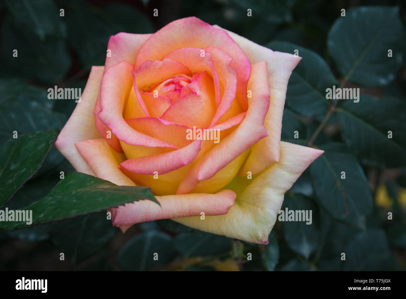 Makro von schöne rosa Rose Blume im Garten Stockfoto