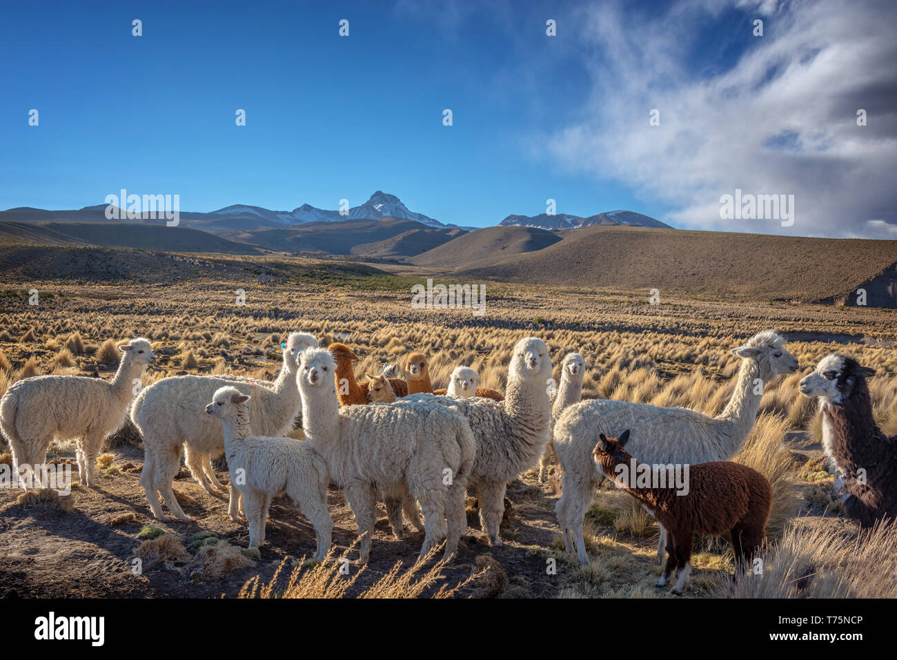 Herde von neugierigen Alpakas in Bolivien Stockfoto