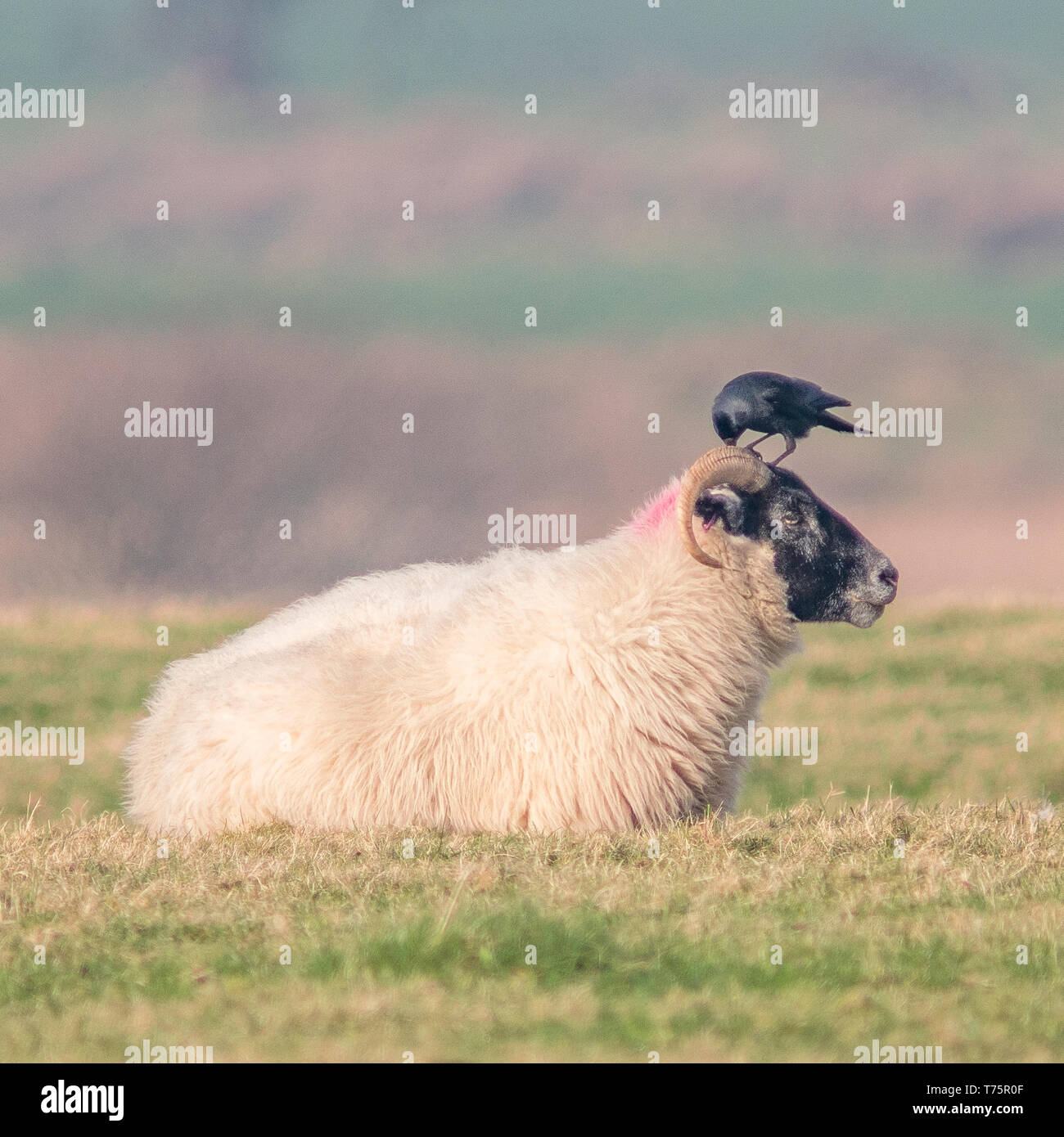 Ewe und die Krähe Stockfoto