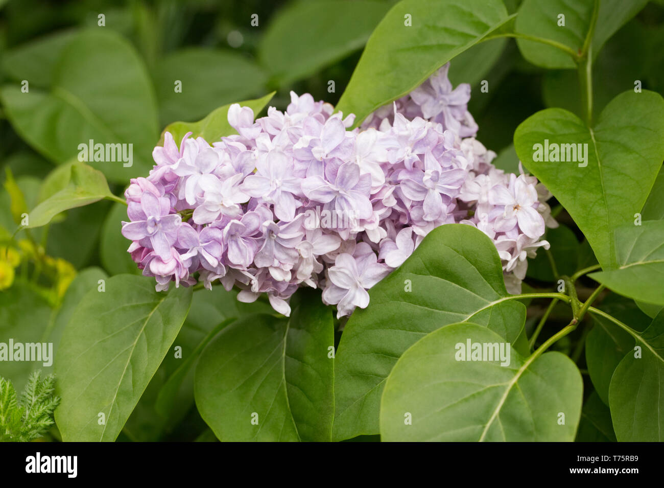 Syringa vulgaris 'P.P. Konchalovskii 'Blumen. Stockfoto