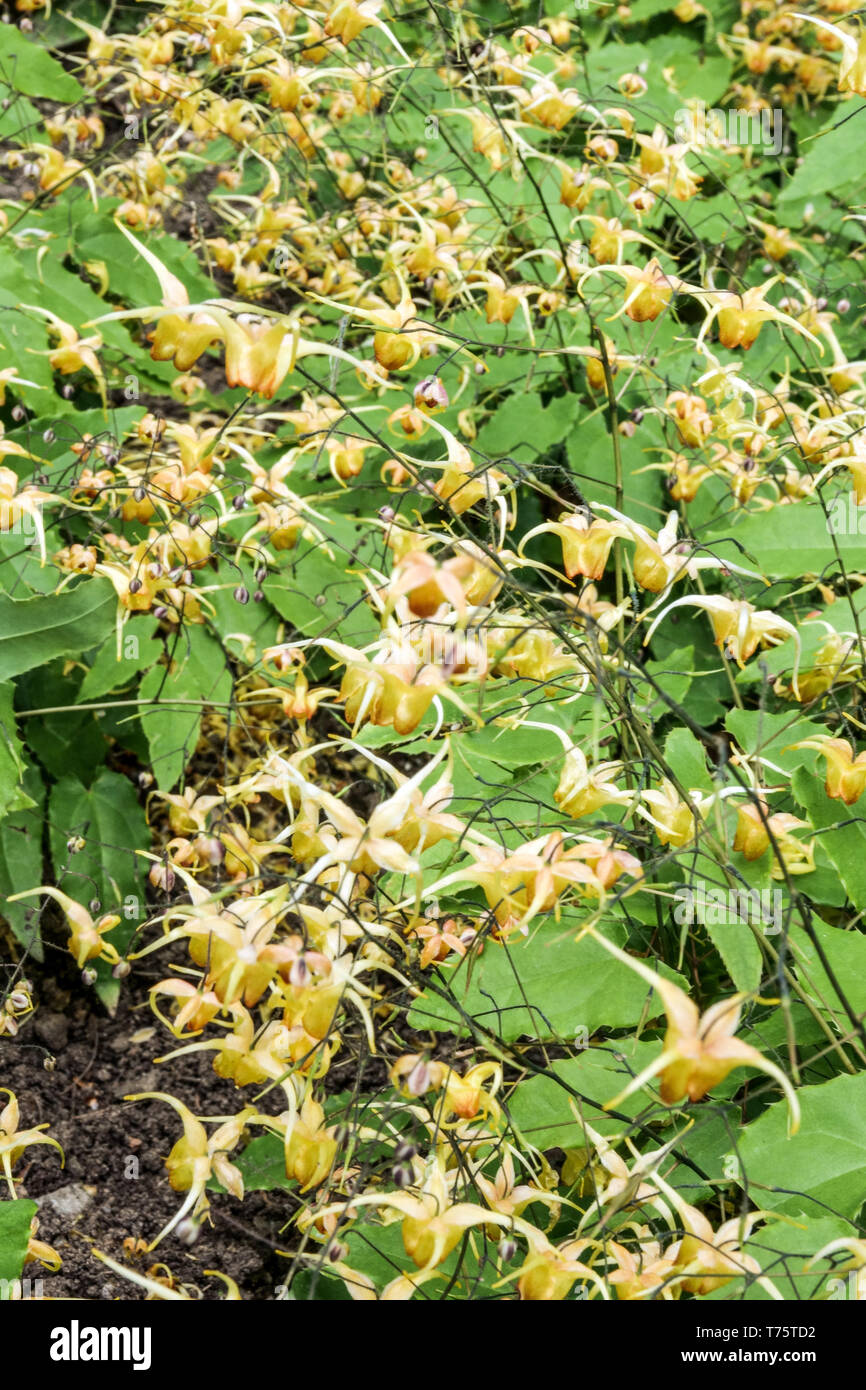 Epimedium "Amber Queen" Stockfoto
