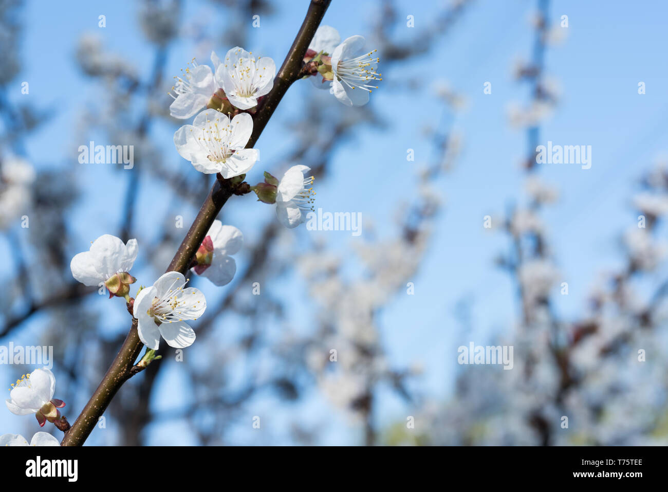 Frühjahr Blütezeit der Bäume. Blühende Blumen auf apricot Zweigen. Blau defokussiertem Hintergrund mit leeren Raum. Stockfoto