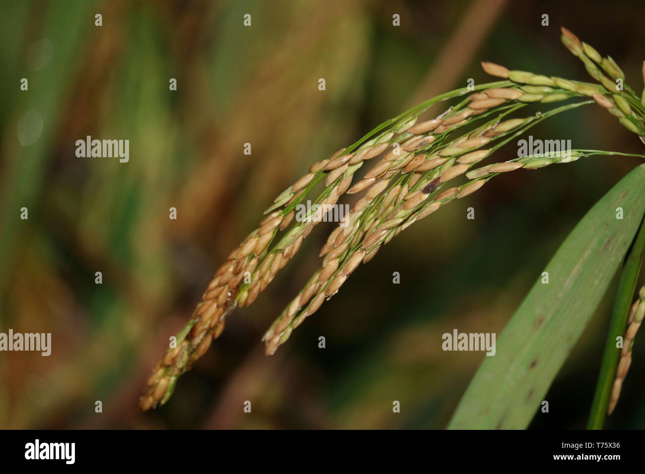 Ein Reisfeld ist eine überflutete Paket von Ackerland für den Anbau von Reis semiaquatic verwendet. Stockfoto