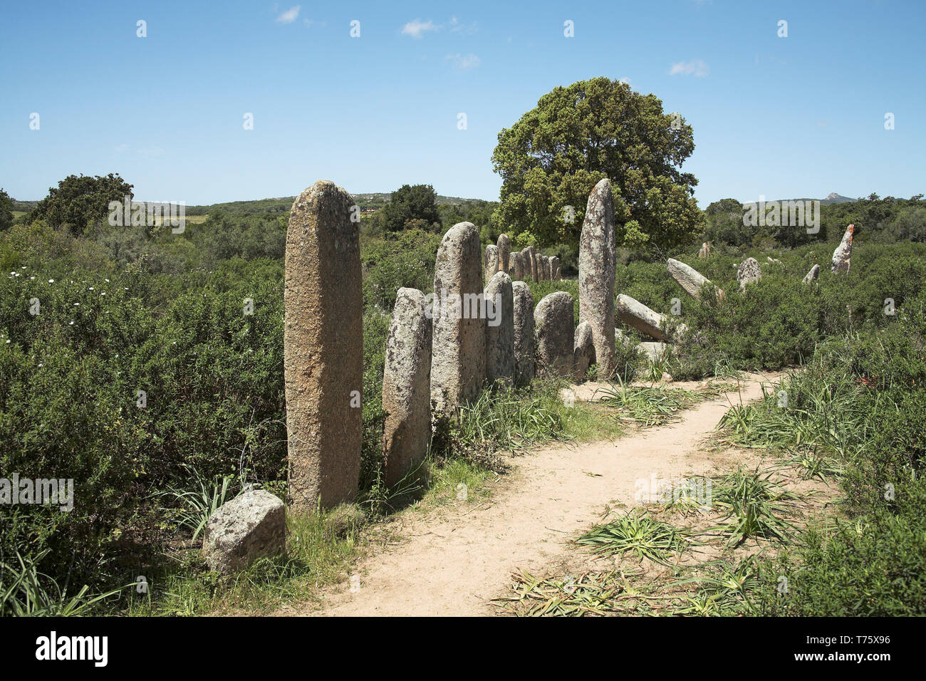 Ausrichtung de Pagliaju Menhire Korsika Frankreich Stockfoto