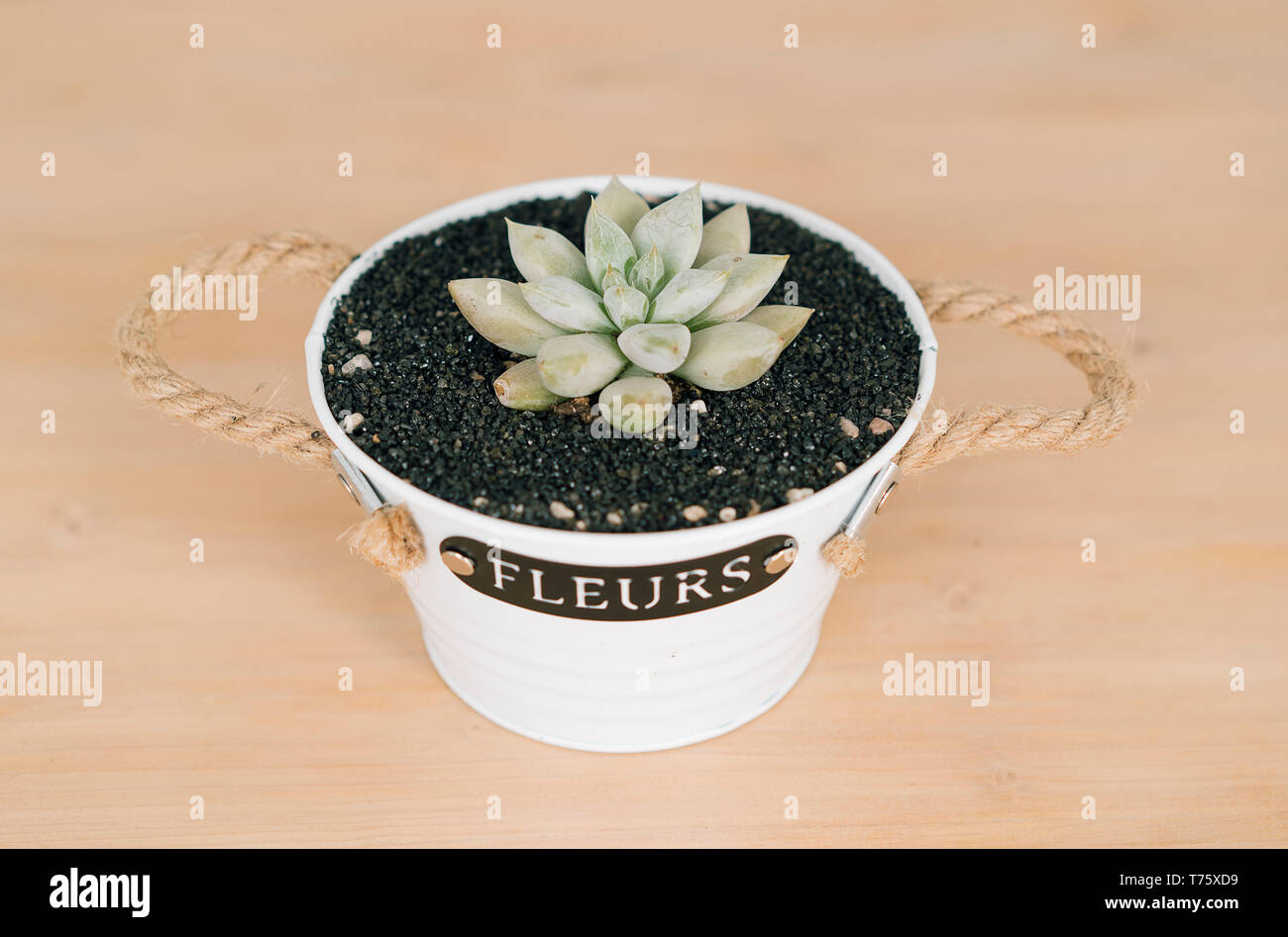 Frontalansicht einer Echeveria laui sukkulente Pflanze im Detail, Detailansicht, in einem hölzernen Hintergrund mit einem weißen Topf und schwarzem Sand. Stockfoto