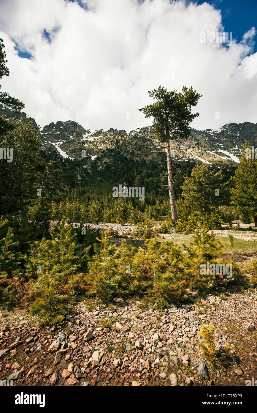 Korsische Kiefer Pinus Nigra Subsp Laricio Mit Der Monte Cinto ...