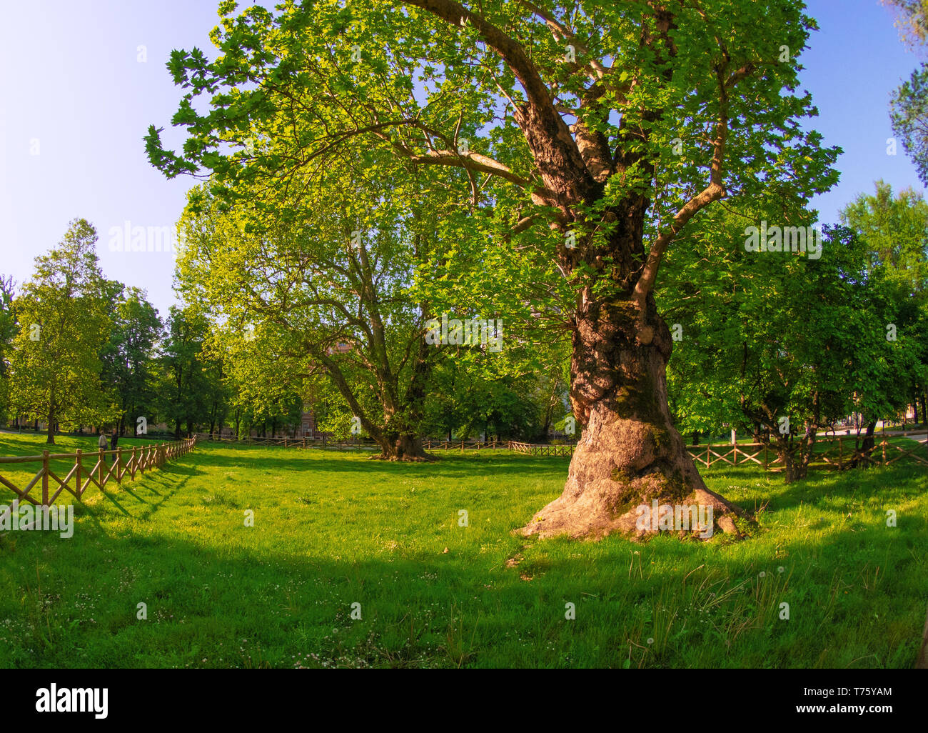 Monumentale Bäume in einem Park in einem eingezäunten Bereich. Mailand - Italien Stockfoto