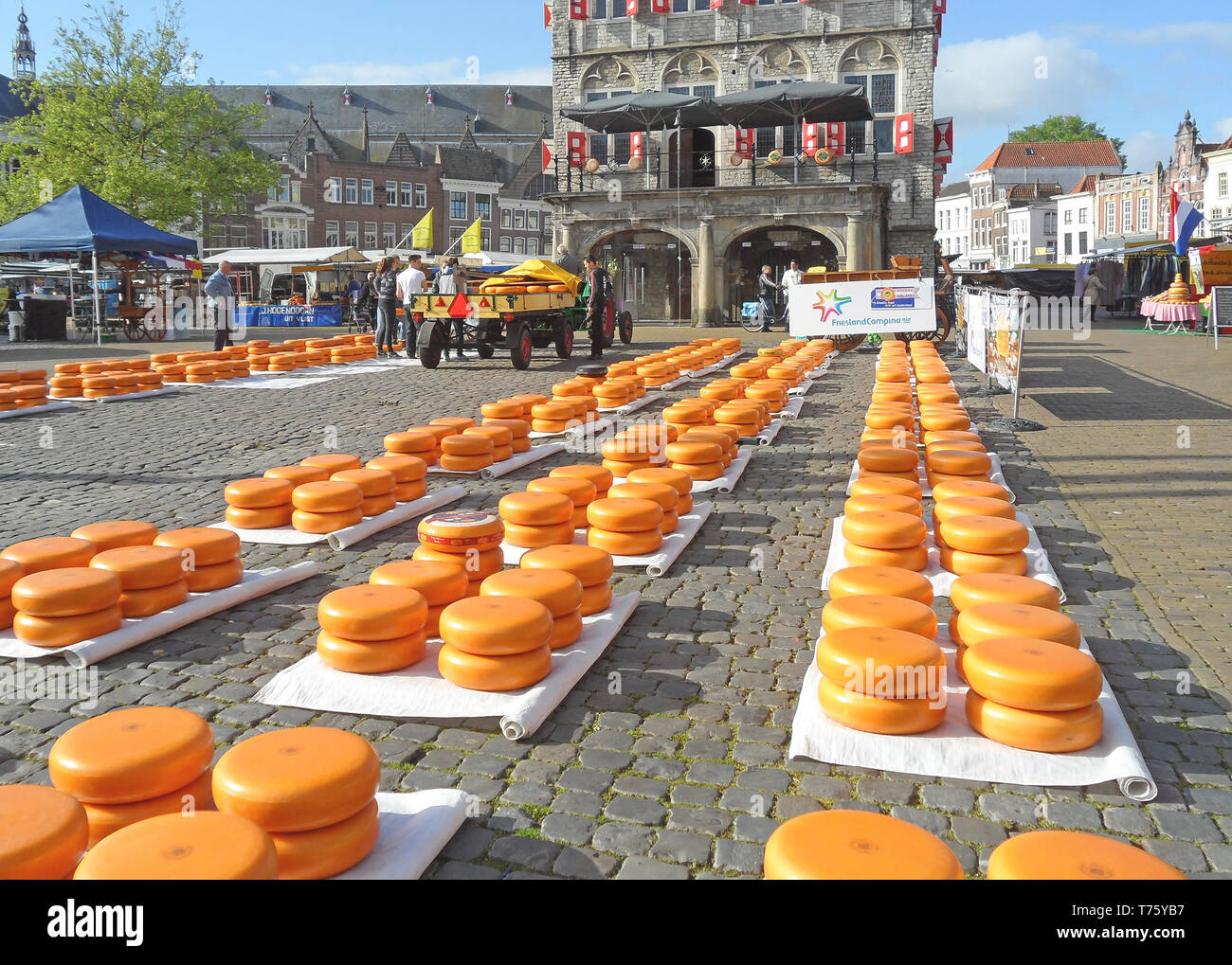 Reihen von leuchtend gelben Käse Rad an der Gouda Käse Markt, berühmte traditionelle Käse Handel in Niederlande Stockfoto