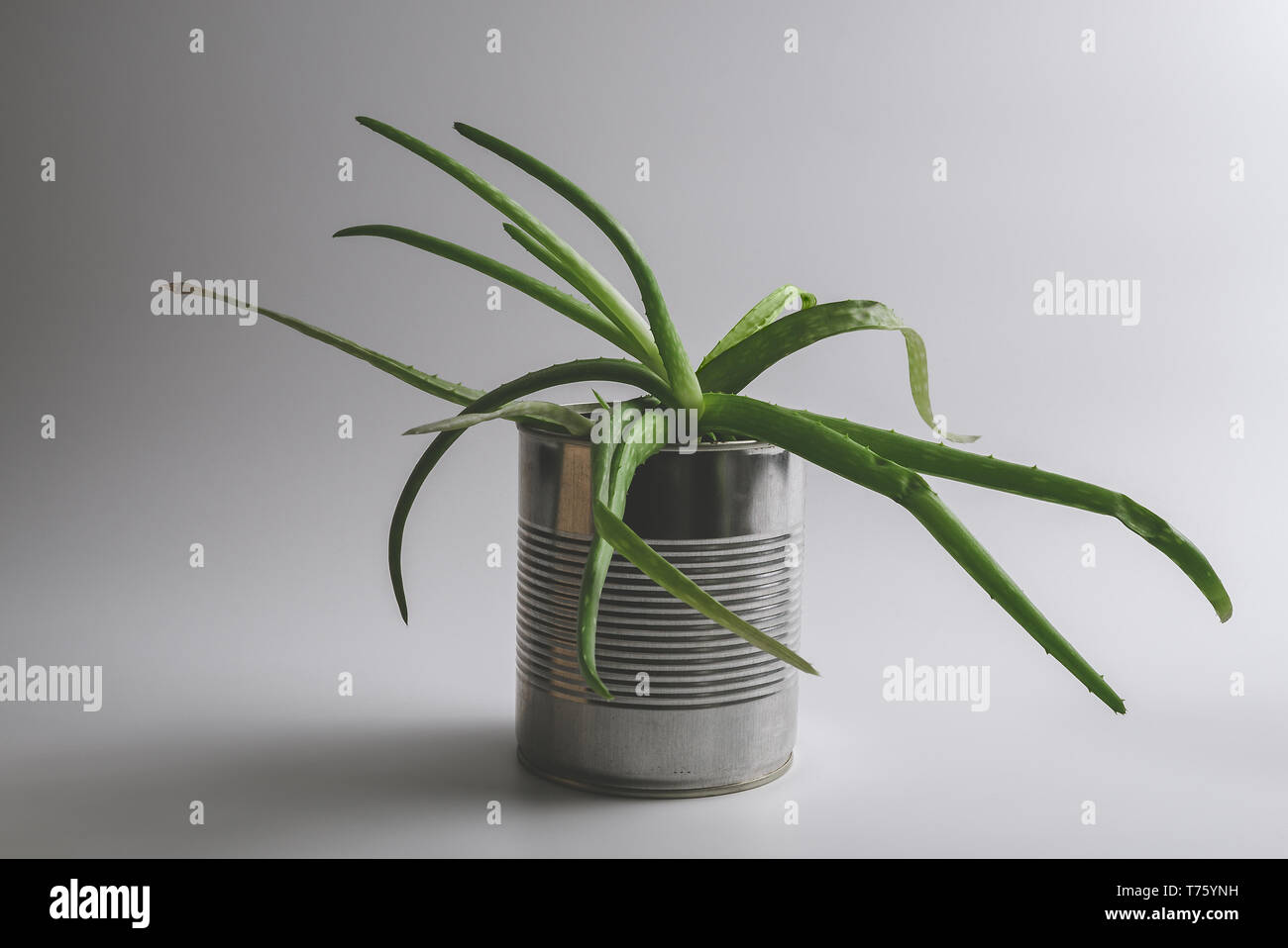 Einfache vintage grün Aloe vera sukkulente Pflanze in einem alternativen wiederverwendet Zinn hipster Blumentopf auf weißem Hintergrund. Stockfoto