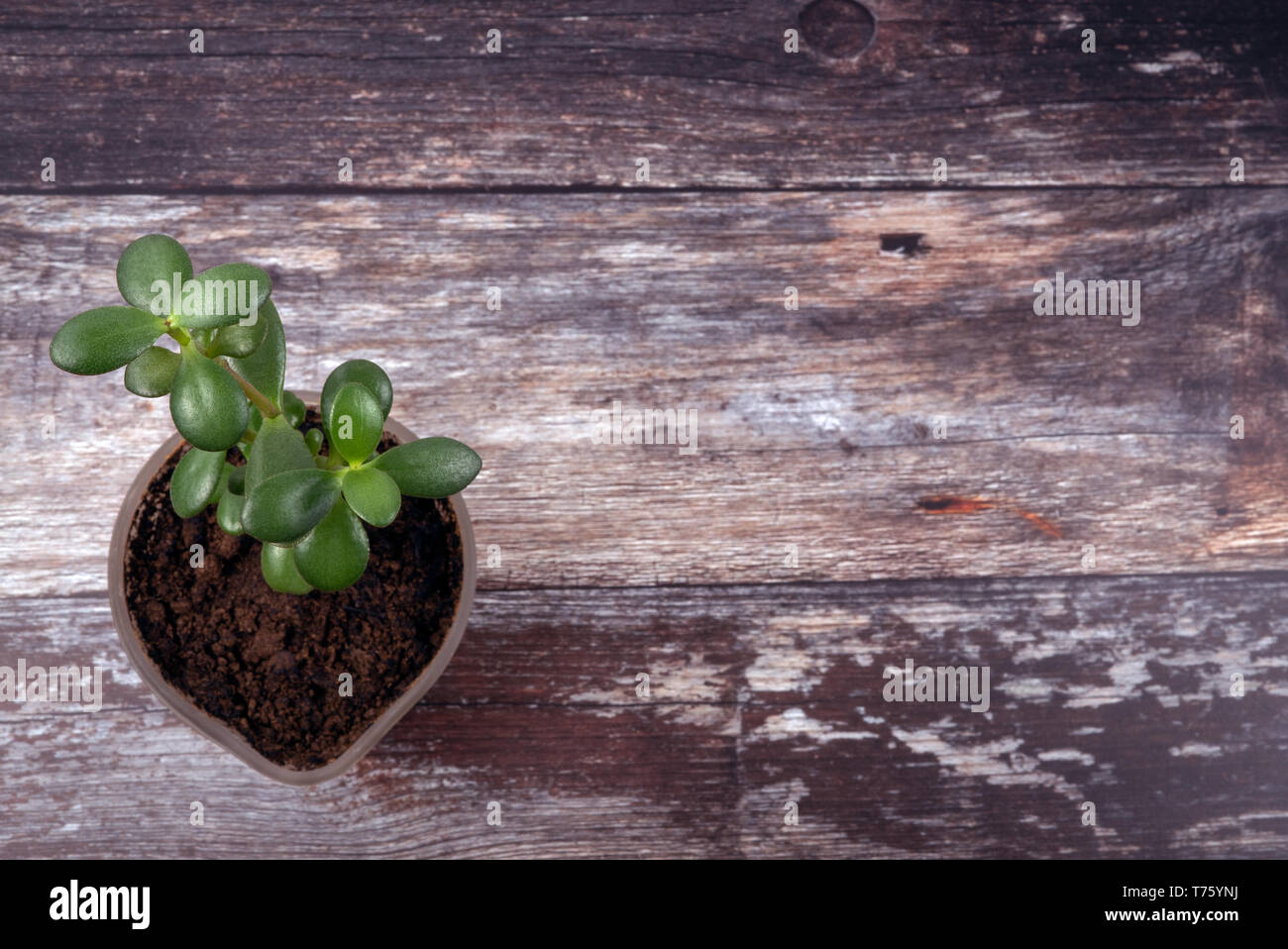 Blick von oben auf die Grüne trendigen kleinen sukkulente Pflanze, die in der Neuen Erde auf ein verwittertes Holz- Tischplatte Hintergrund mit Copyspace. Stockfoto