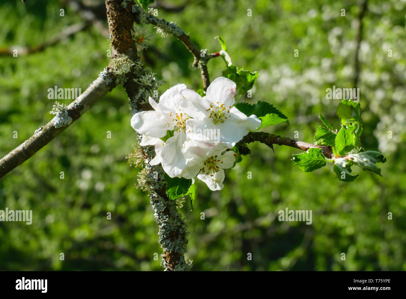 Weiße Apfel Blüte am Baum, mit unscharfem Hintergrund Stockfoto