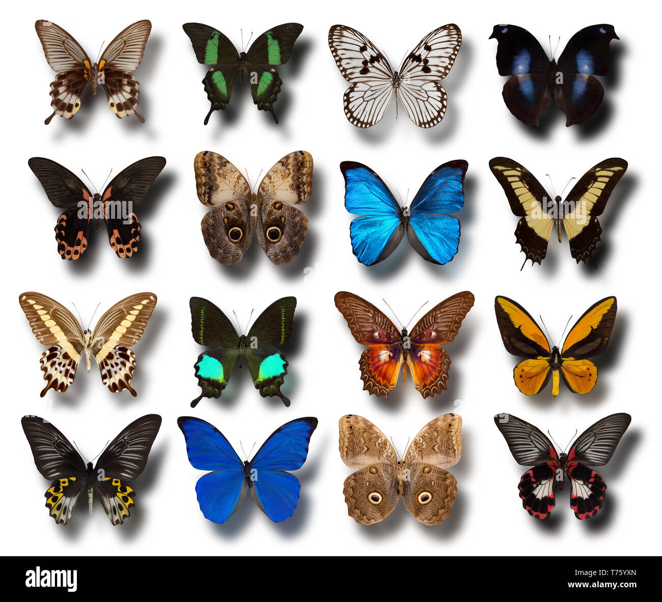 Sammlung verschiedener Schmetterlinge auf einem weißen Hintergrund. Stockfoto
