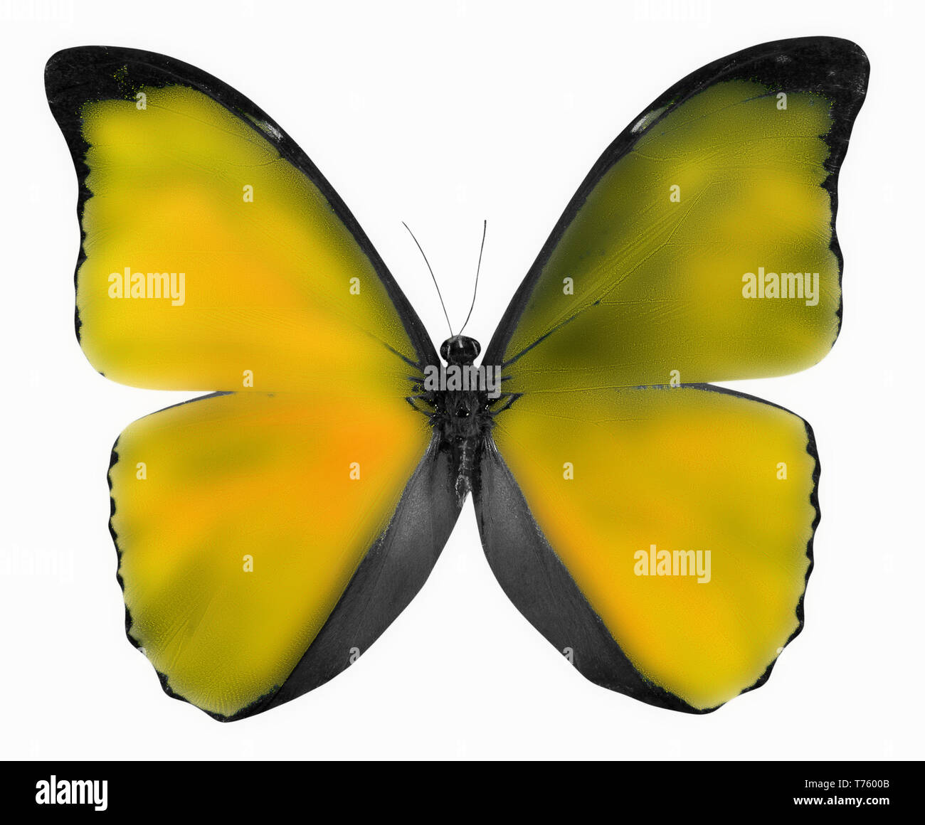 Gelben Schmetterling auf einem weißen Hintergrund. Stockfoto