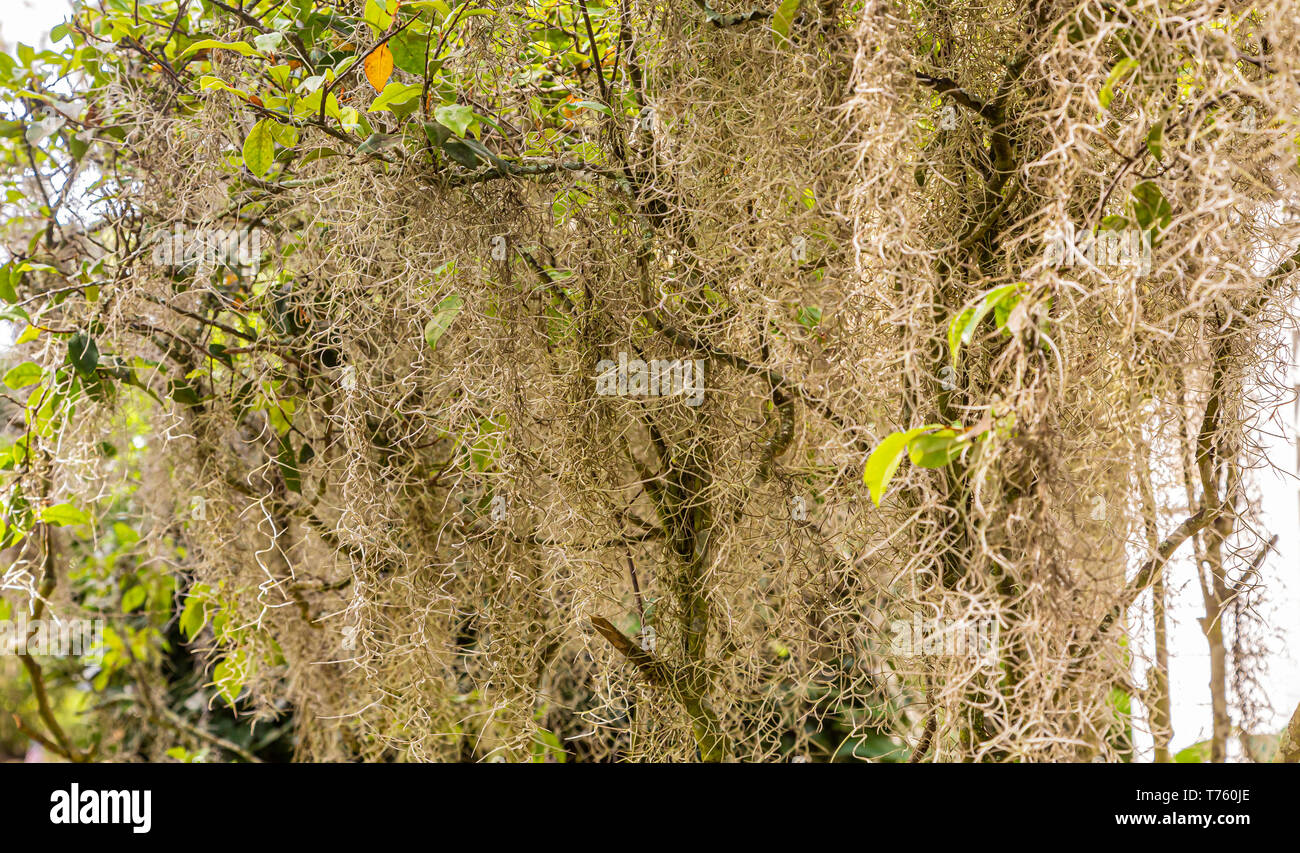 Ranken der spanischen Moos Stockfoto