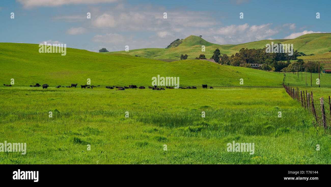 Grüne Weide mit Kühen in einem Bauernhof in Sonoma, Kalifornien, USA. Stockfoto