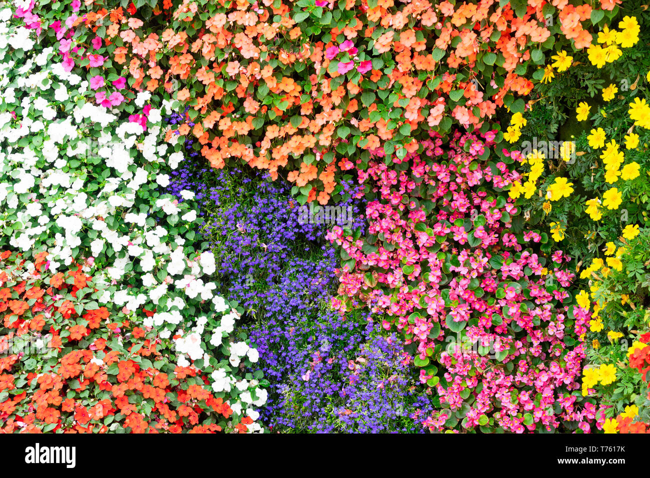 Blütenblätter von Blumen Stockfoto