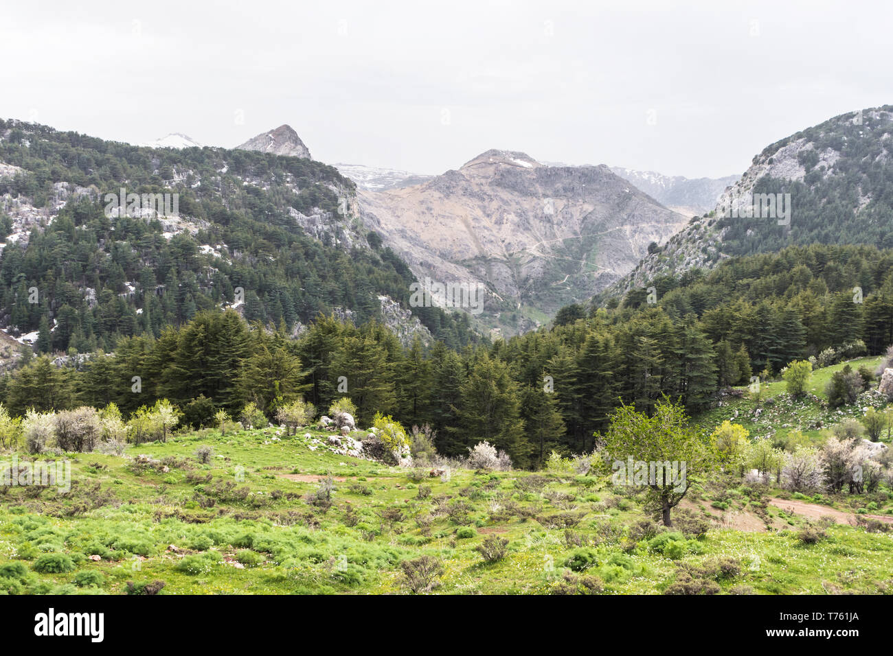 Tannourine Cedars Forest, Libanon Stockfoto Tannourine Cedars Forest, Libanon Stockfoto