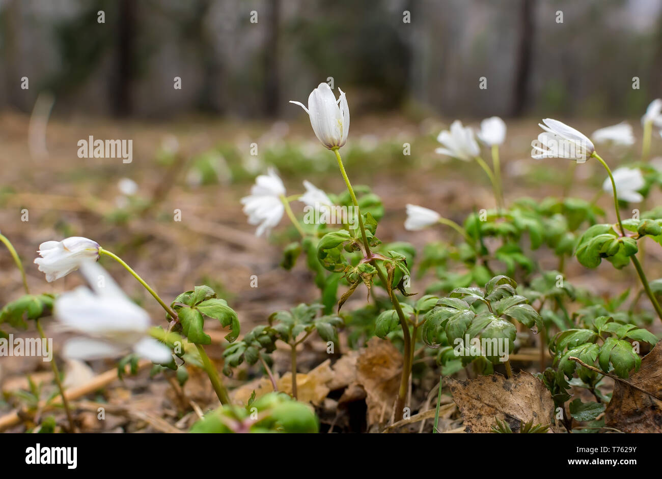 Nahaufnahme, Blumen in einer Lichtung im Wald, Schneeglöckchen, auf den Herbst trockenem Laub bei Bewölkung am Berghang, Feder Stockfoto