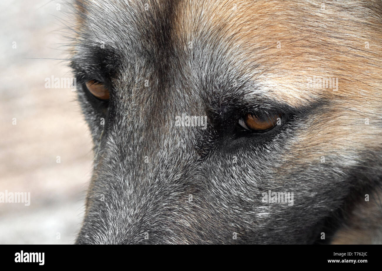 Closeup Augen der Hund isoliert auf verschwommenen Hintergrund Stockfoto