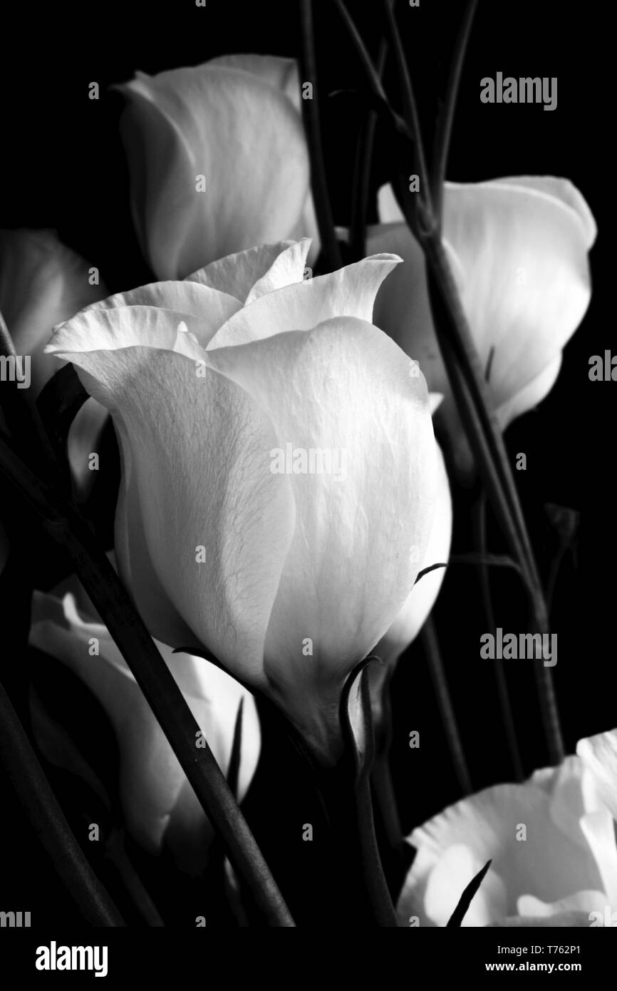 Lisianthus Stockfoto