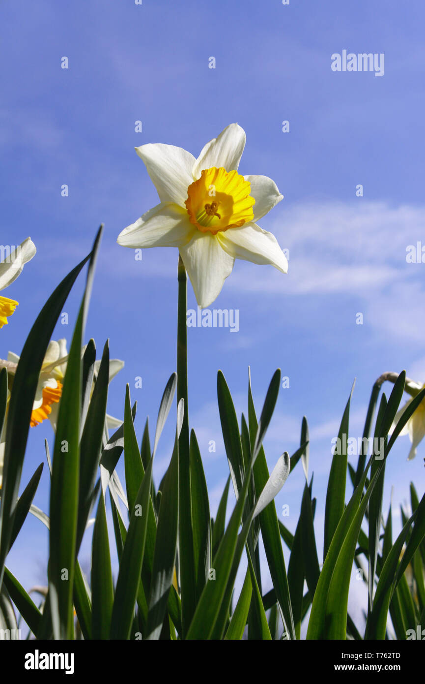 Dafodil vor blauem Frühlingshimmel Stockfoto