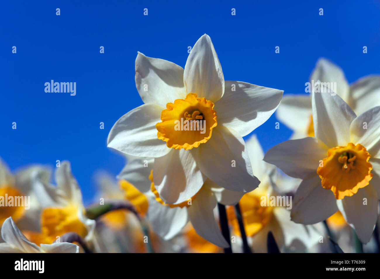 Dafodils vor blauem Frühlingshimmel Stockfoto