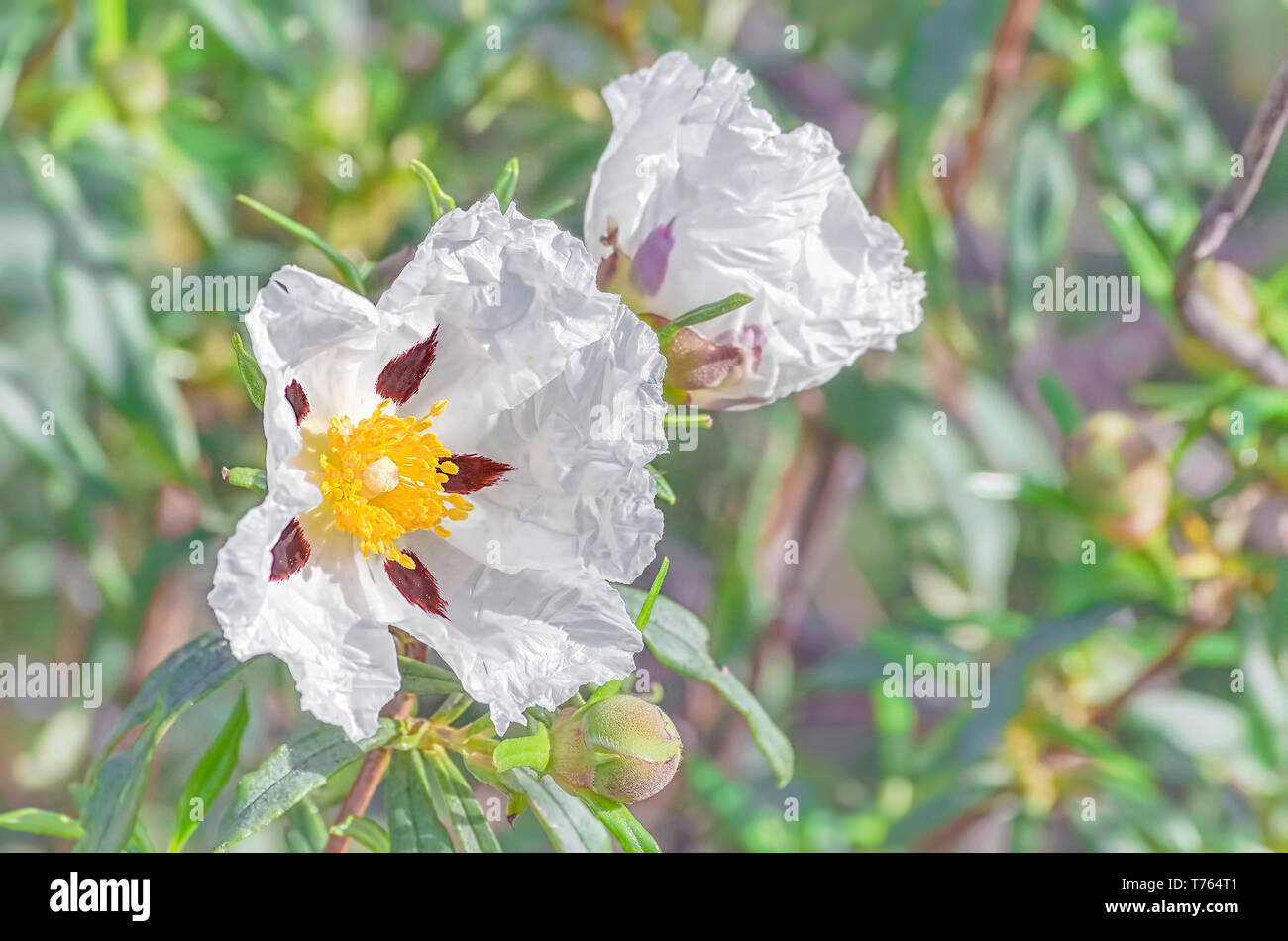 Cistus Ladanifer. Schöne weiße Blume der Heilpflanze, die in der Region des westlichen Mittelmeers. Sonnigen Tag im Frühling. Soft Focus Stockfoto