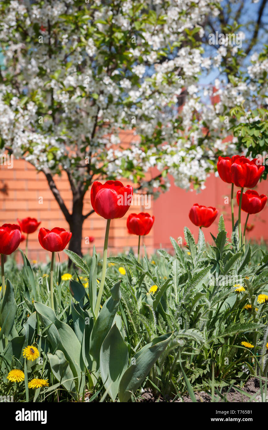 Rote Tulpen in einen mit grünem Gras und mit Kirschbaum